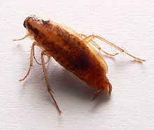 FAQs about German Cockroaches from Steve's Termite and Pest Control in Sarasota, FL