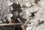 Identify and Kill All Types of Ants with Steve's Pest Control Service in Sarasota and Bradenton, Florida