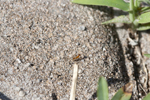 Identify and Kill All Types of Ants with Steve's Pest Control Service in Sarasota and Bradenton, Florida