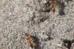 Identify and Kill All Types of Ants with Steve's Pest Control Service in Sarasota and Bradenton, Florida