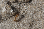 Identify and Kill All Types of Ants with Steve's Pest Control Service in Sarasota and Bradenton, Florida
